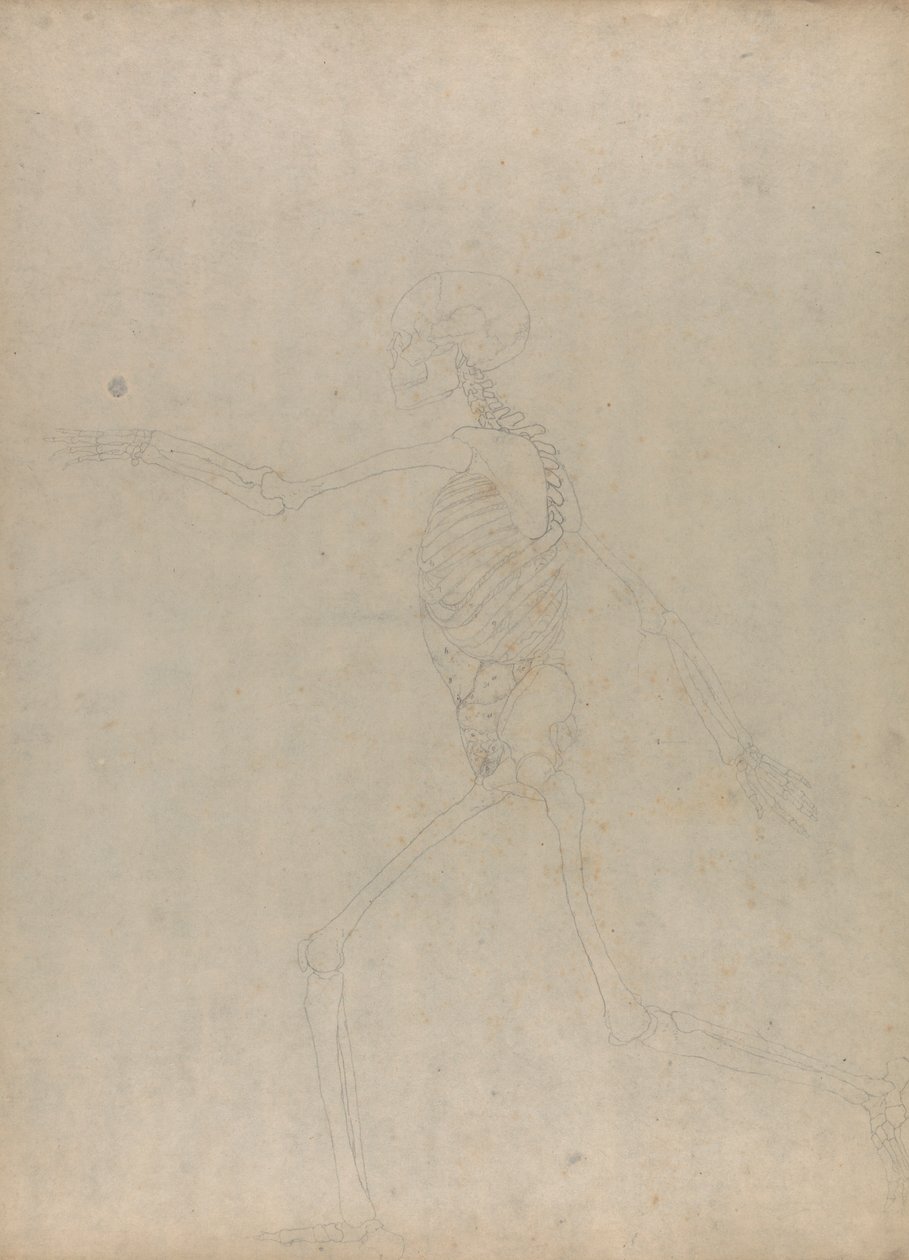 Esqueleto humano, vista lateral (Estudio para una figura clave de una tabla inédita que muestra las vísceras abdominales) de George Stubbs