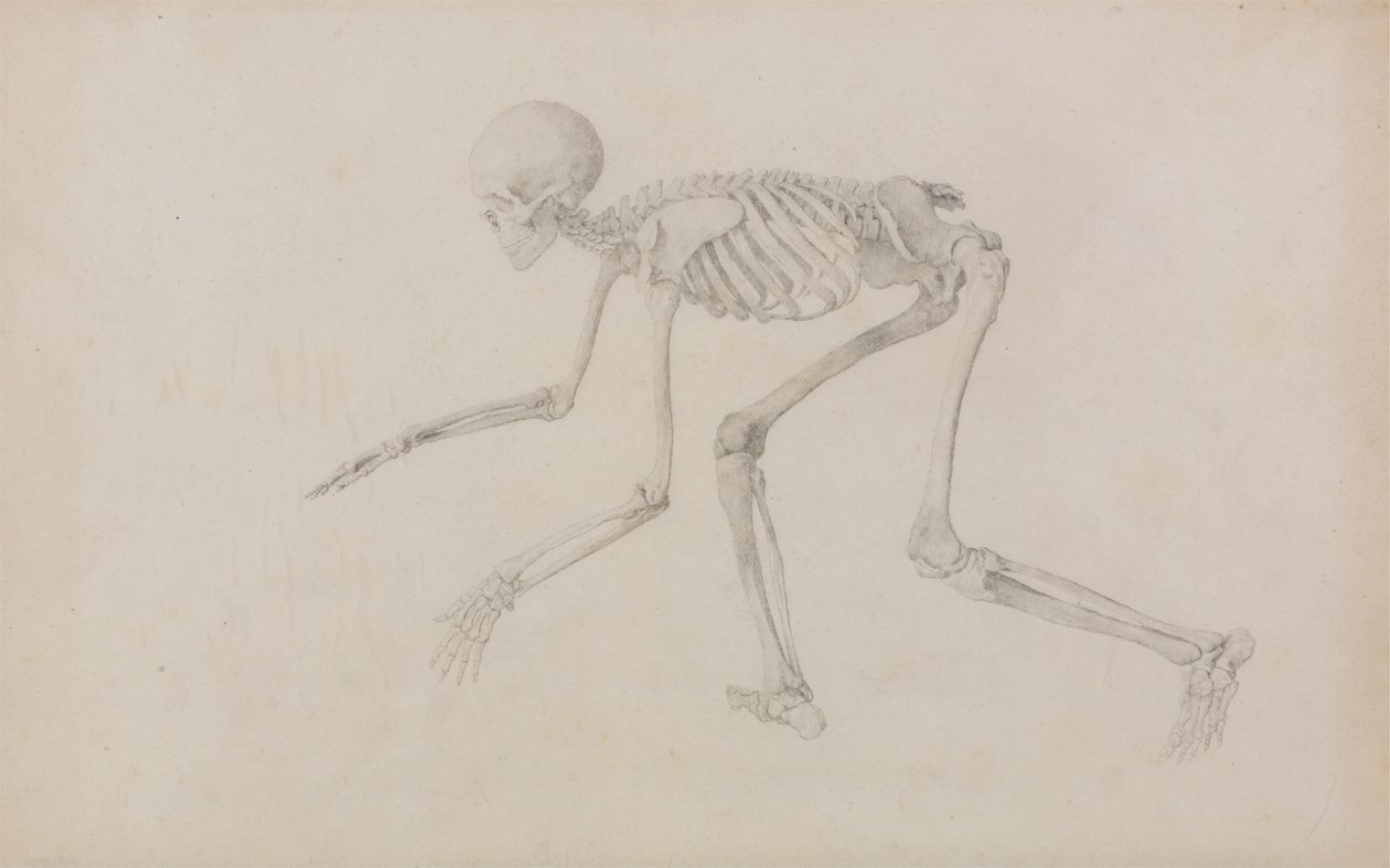 Esqueleto humano, vista lateral (en postura de gateo; estudio terminado para un cuadro inédito) de George Stubbs