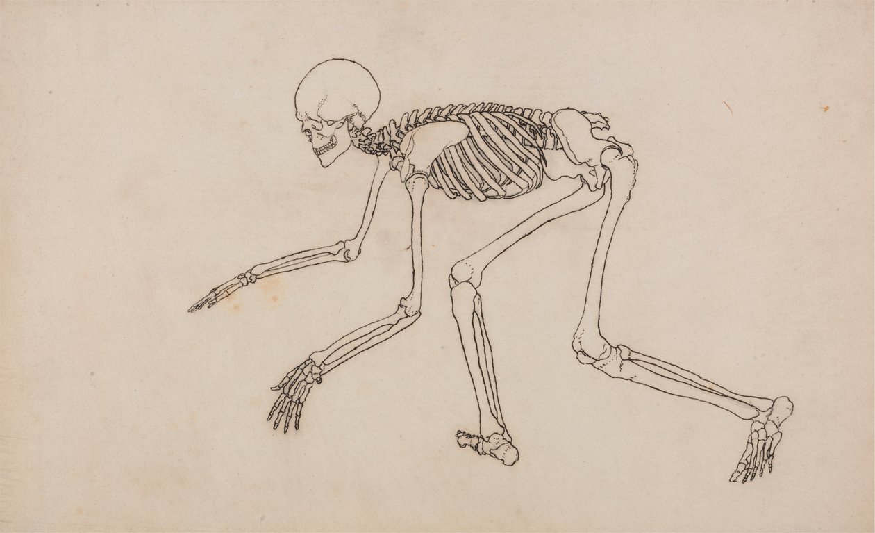 Esqueleto humano, vista lateral de George Stubbs