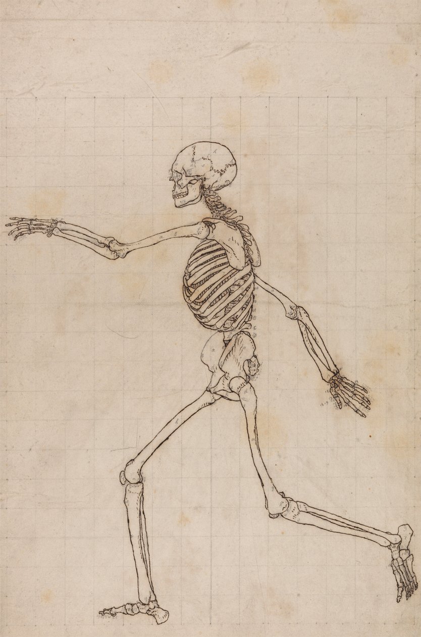 Esqueleto humano, vista lateral de George Stubbs