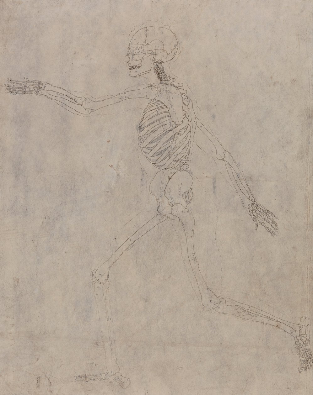 Esqueleto humano, vista lateral de George Stubbs