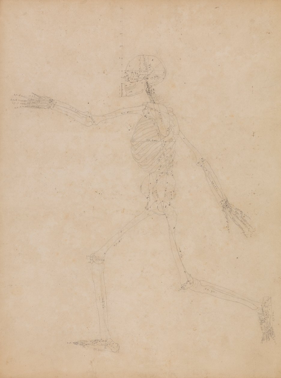 Esqueleto humano, vista lateral de George Stubbs