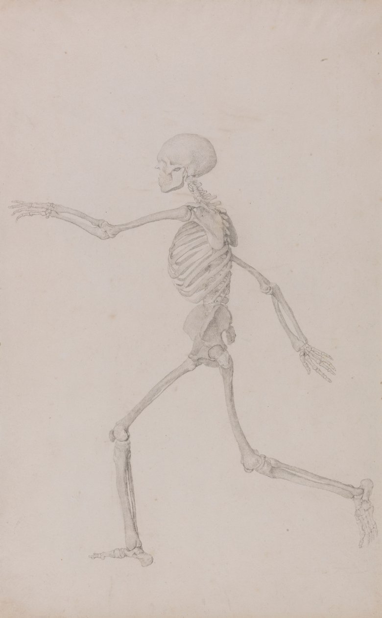 Esqueleto humano, vista lateral desde la izquierda, corriendo (estudio terminado para la tabla III) de George Stubbs