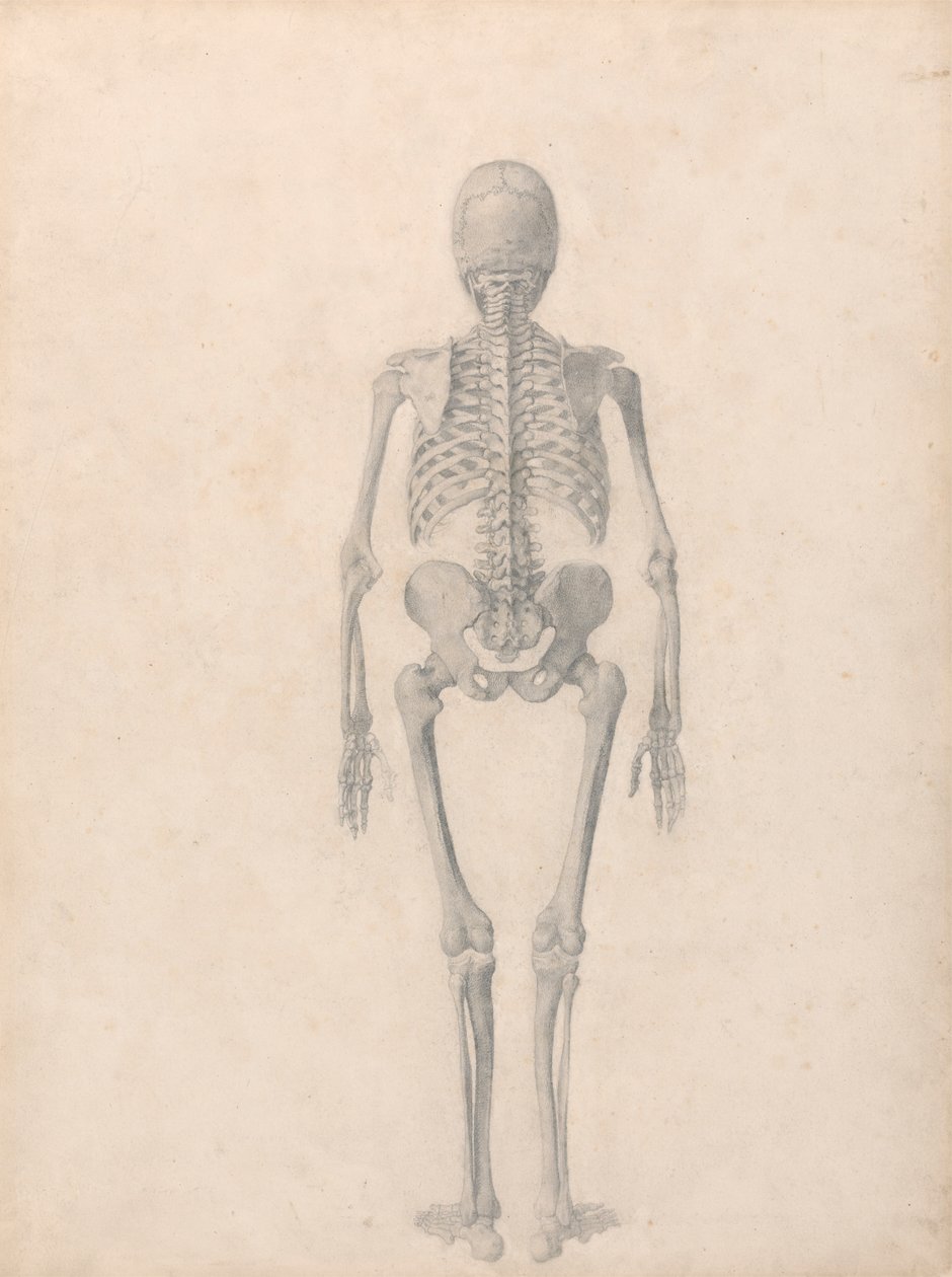 Esqueleto humano, vista posterior (estudio terminado para la tabla II) de George Stubbs