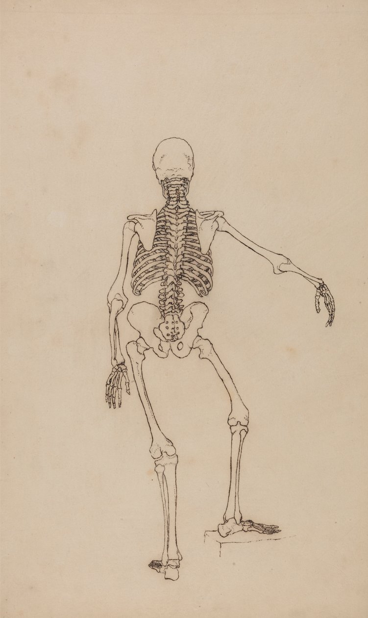 Esqueleto humano, vista posterior de George Stubbs