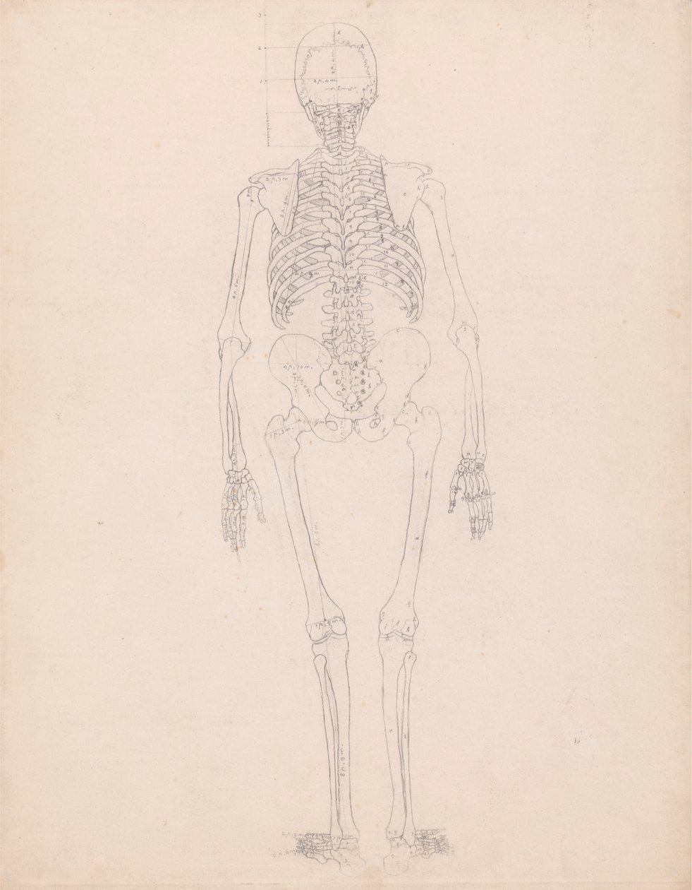 Esqueleto humano, vista posterior de George Stubbs