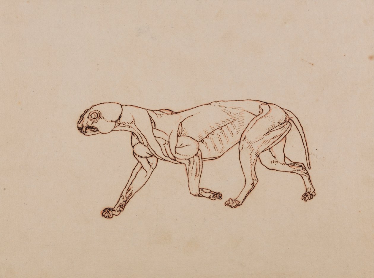 Cuerpo de leopardo, vista lateral de George Stubbs