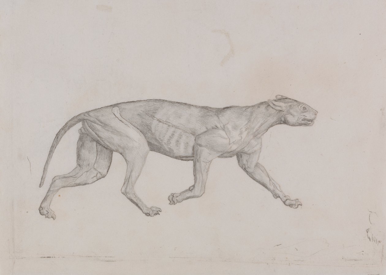 Cuerpo de leopardo, vista lateral de George Stubbs