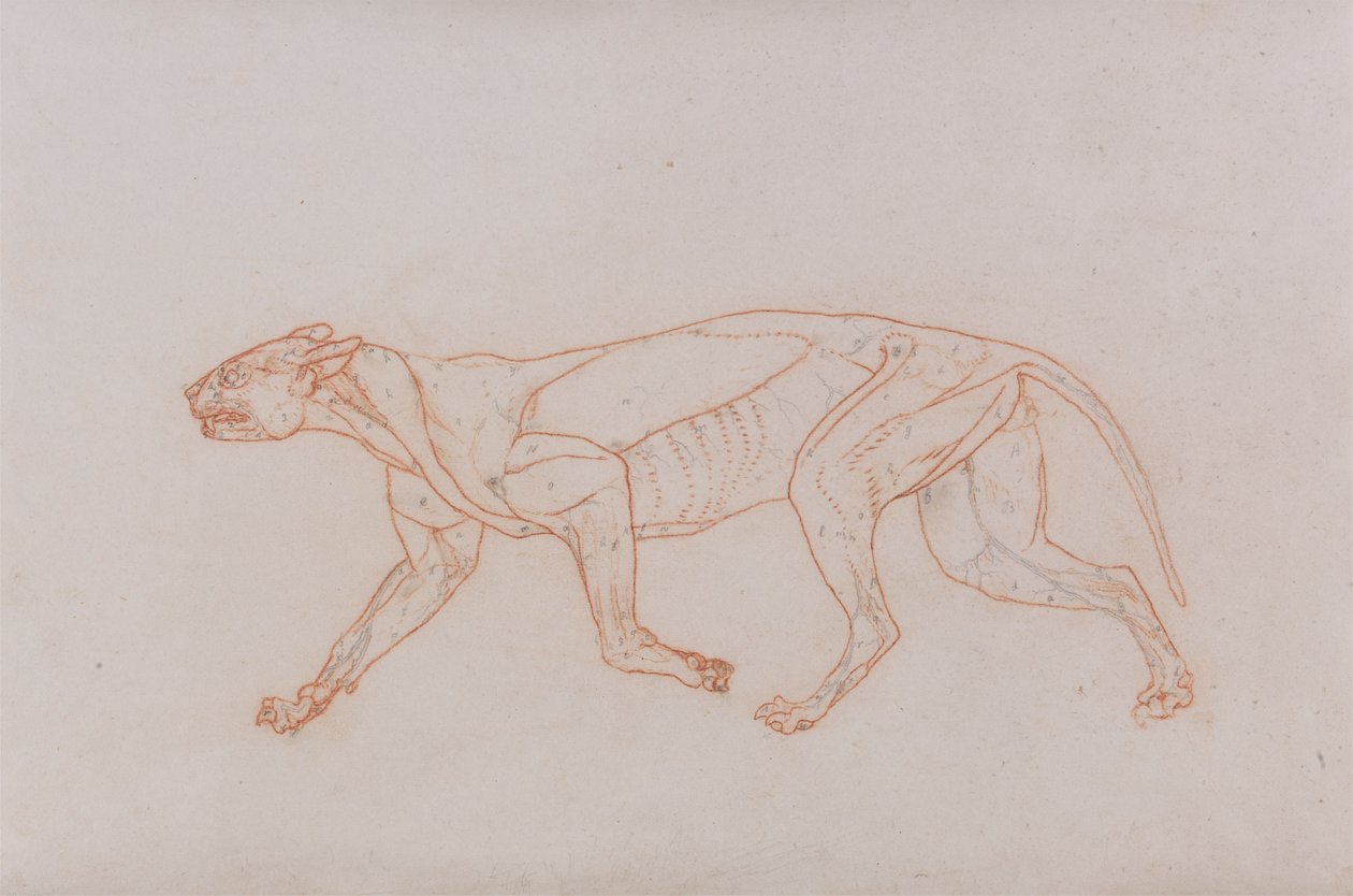 Cuerpo de leopardo, vista lateral de George Stubbs