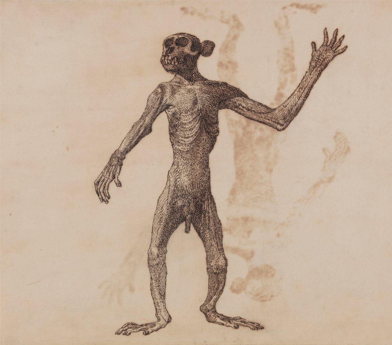 Mono de pie, vista anterior de George Stubbs
