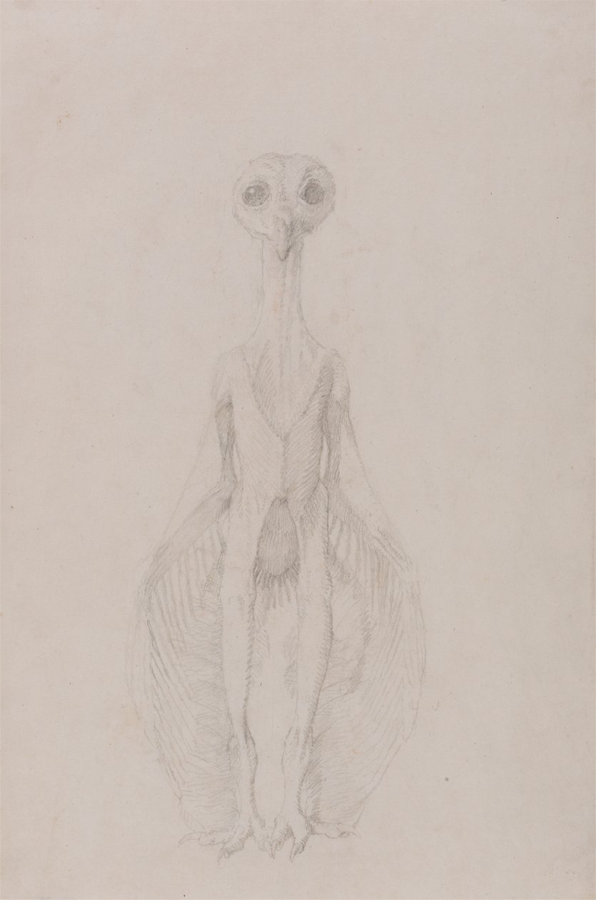 Búho de pie, vista anterior de George Stubbs