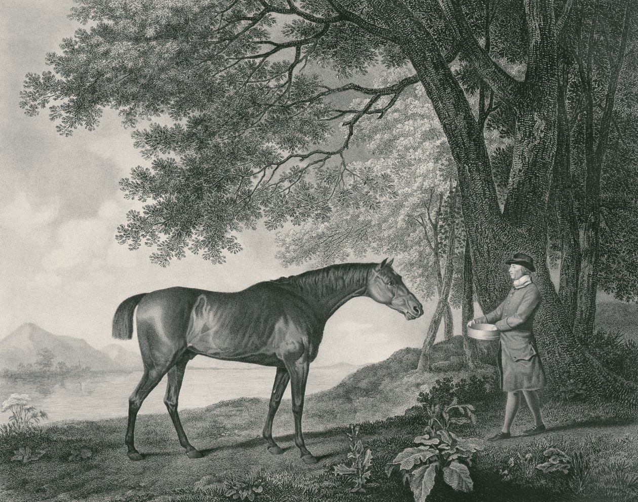 Sharke, grabado por George Townley Stubbs (1756-1815) pub. 1794 (aguafuerte) de George Stubbs