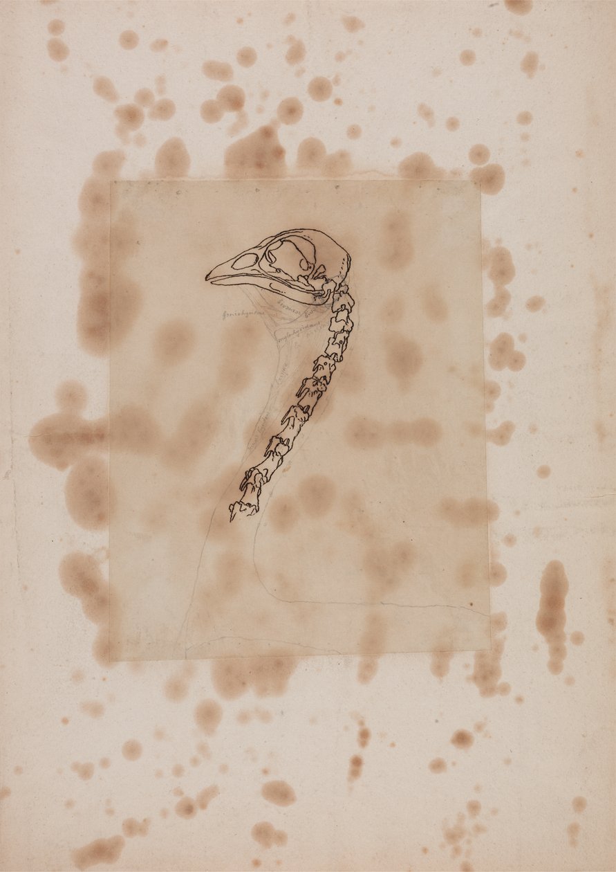 Estudio de la cabeza y el cuello de un ave, vista lateral, de Una exposición anatómica comparativa de la estructura del cuerpo humano con la de un tigre y un ave común, 1795-1806 de George Stubbs