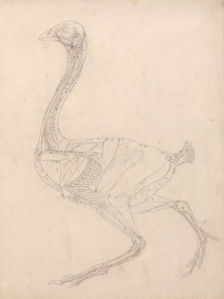 Estudio de un ave, vista lateral, diagrama para la clave de la tabla XV, de Una exposición anatómica comparativa de la estructura del cuerpo humano con la de un tigre y un ave común, 1795-1806 de George Stubbs