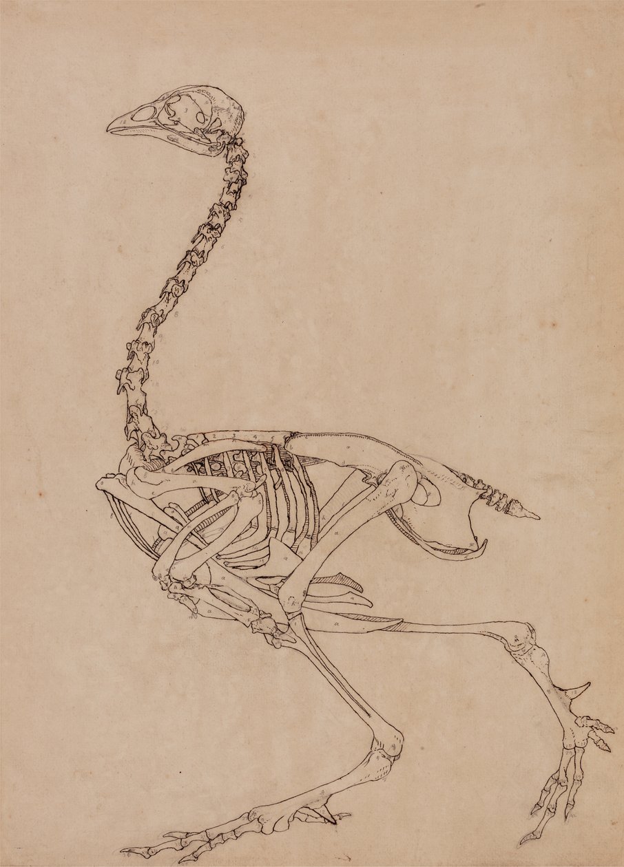 Estudio de un Ave, Vista Lateral, de Una Exposición Anatómica Comparativa de la Estructura del Cuerpo Humano con la de un Tigre y un Ave Común, 1795-1806 de George Stubbs
