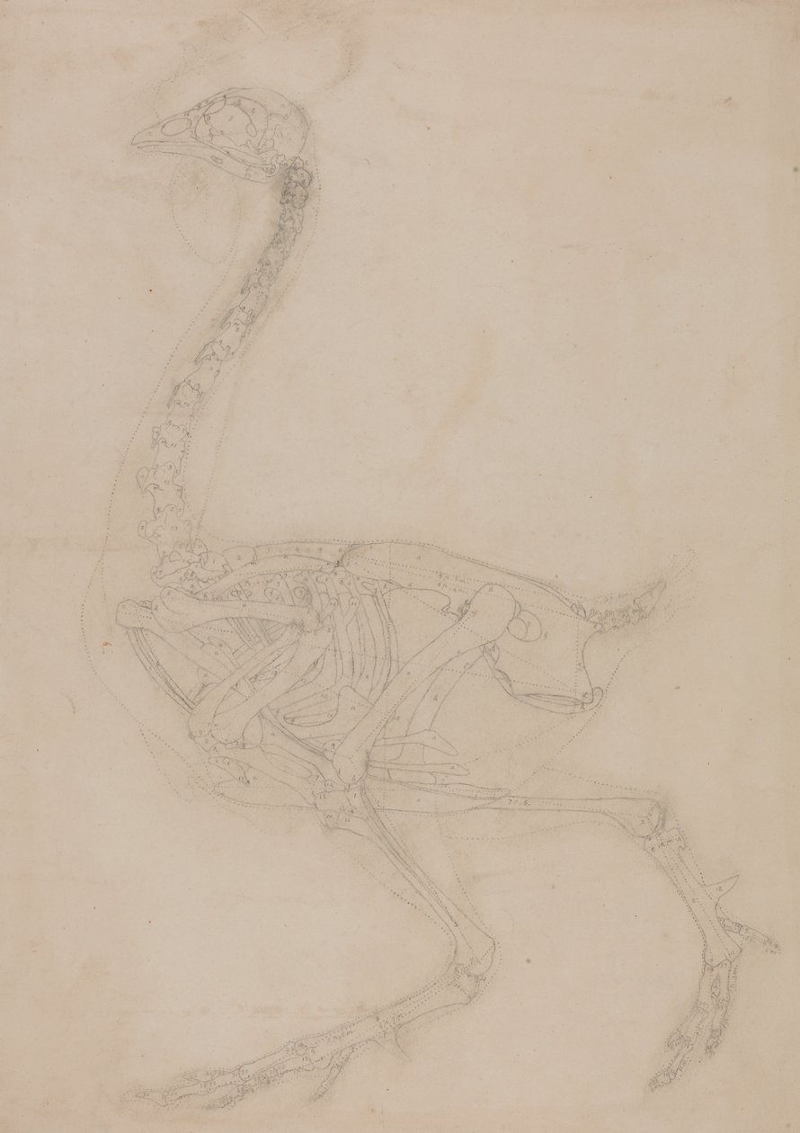 Estudio de un Ave, Vista Lateral, de Una Exposición Anatómica Comparativa de la Estructura del Cuerpo Humano con la de un Tigre y un Ave Común, 1795-1806 de George Stubbs