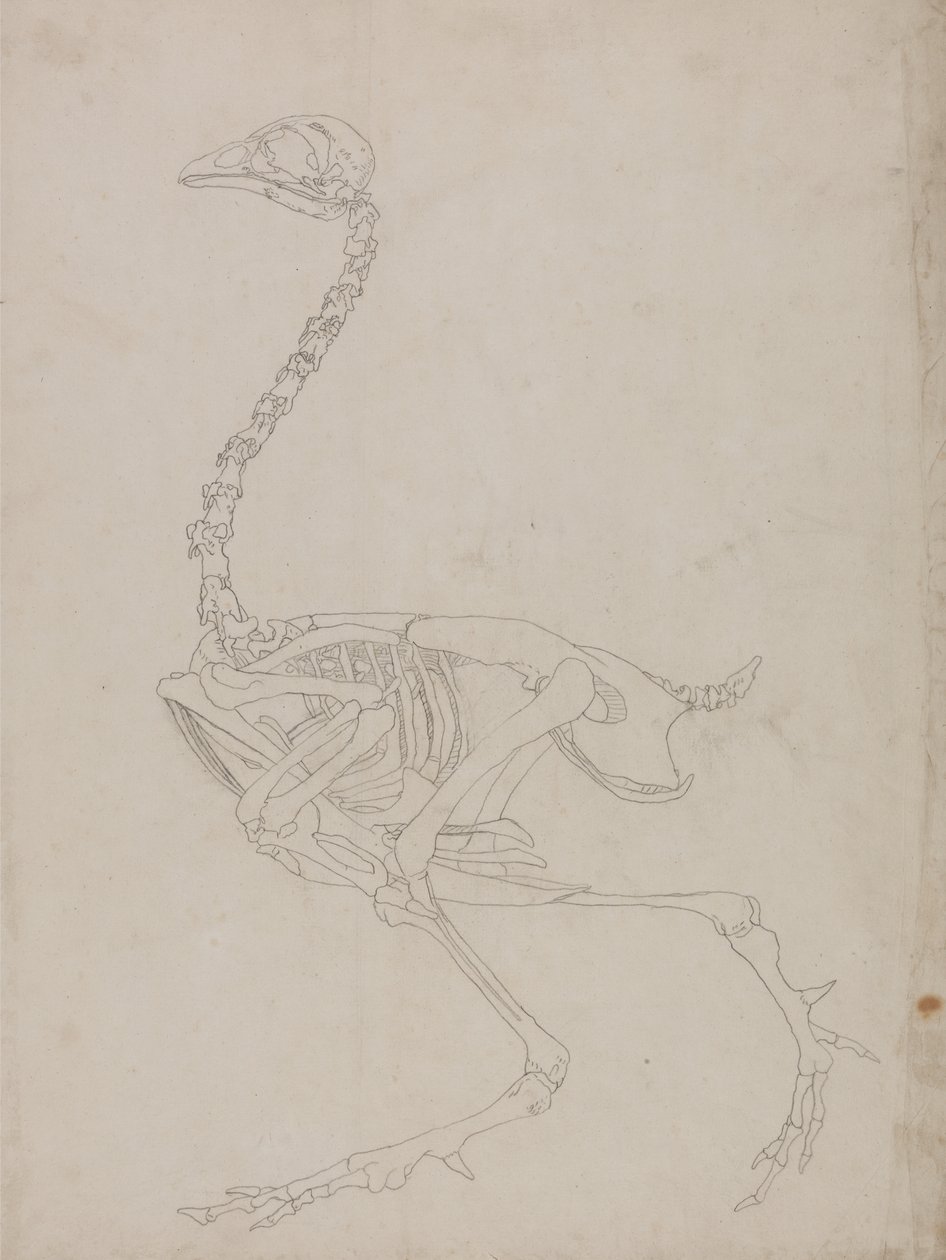 Estudio de un Ave, Vista Lateral, de Una Exposición Anatómica Comparativa de la Estructura del Cuerpo Humano con la de un Tigre y un Ave Común, 1795-1806 de George Stubbs