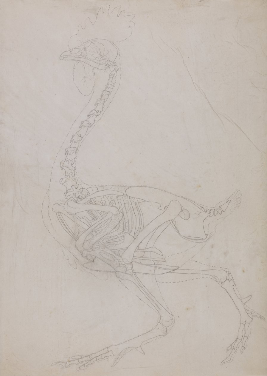Estudio de un Ave, Vista Lateral, de Una Exposición Anatómica Comparativa de la Estructura del Cuerpo Humano con la de un Tigre y un Ave Común, 1795-1806 de George Stubbs