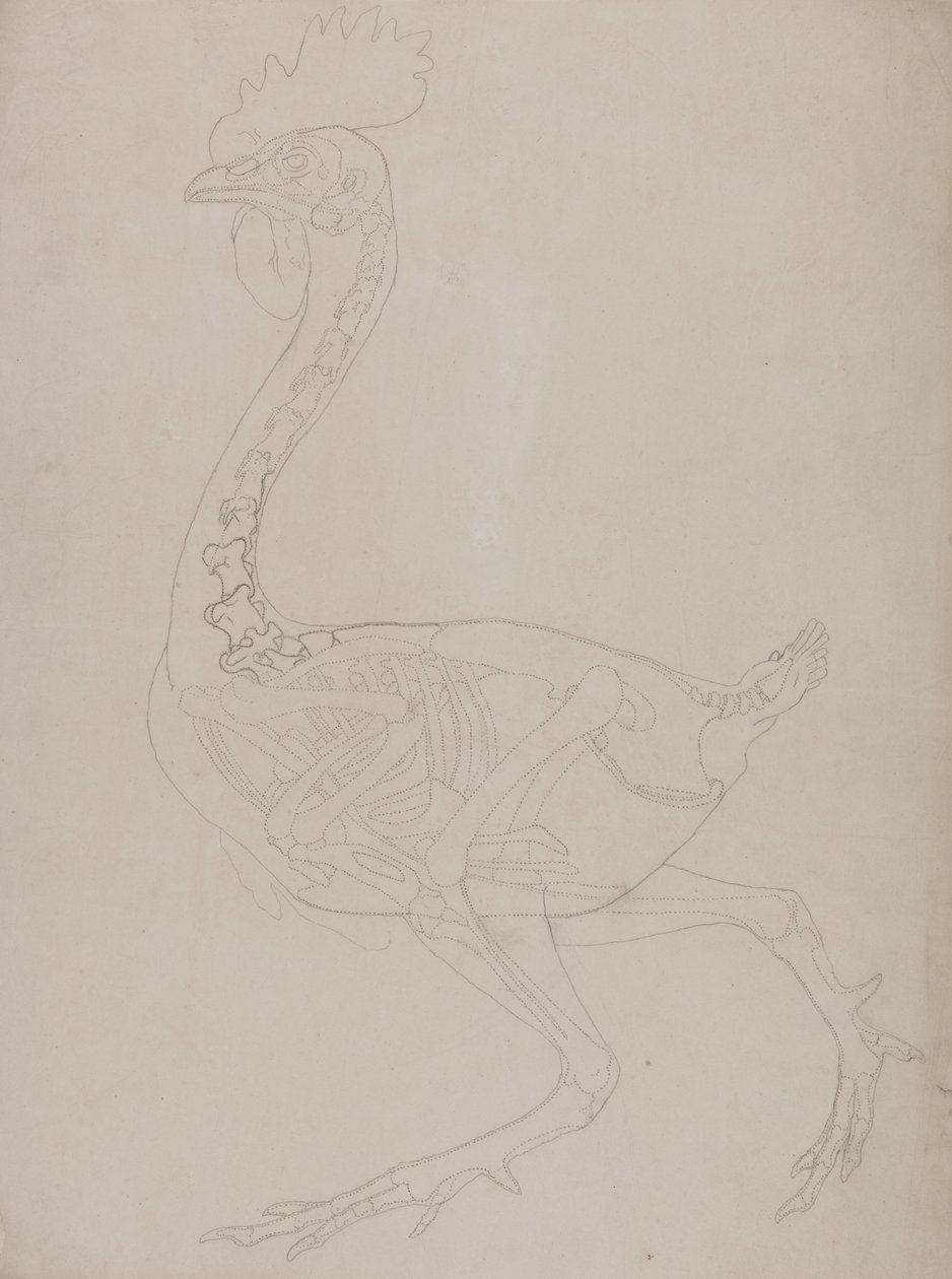 Estudio de un Ave, Vista Lateral, de Una Exposición Anatómica Comparativa de la Estructura del Cuerpo Humano con la de un Tigre y un Ave Común, 1795-1806 de George Stubbs