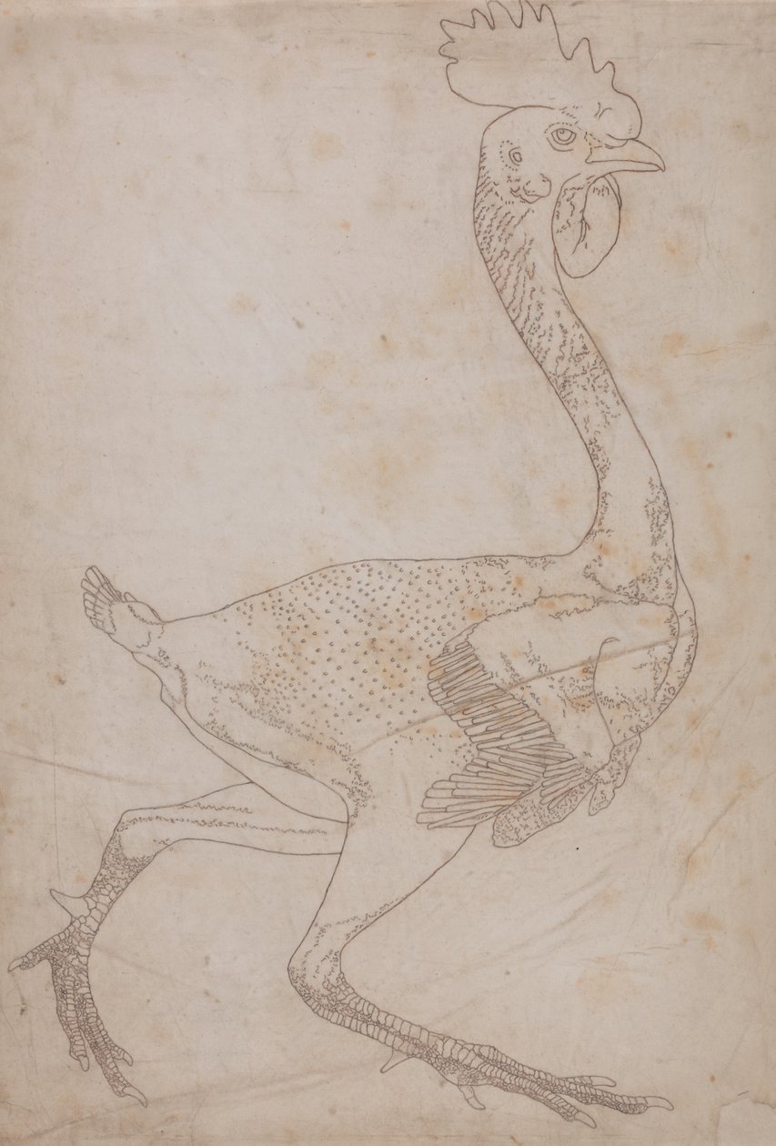 Estudio de un ave, vista lateral, de Una exposición anatómica comparativa de la estructura del cuerpo humano con la de un tigre y un ave común, 1795-1806 de George Stubbs