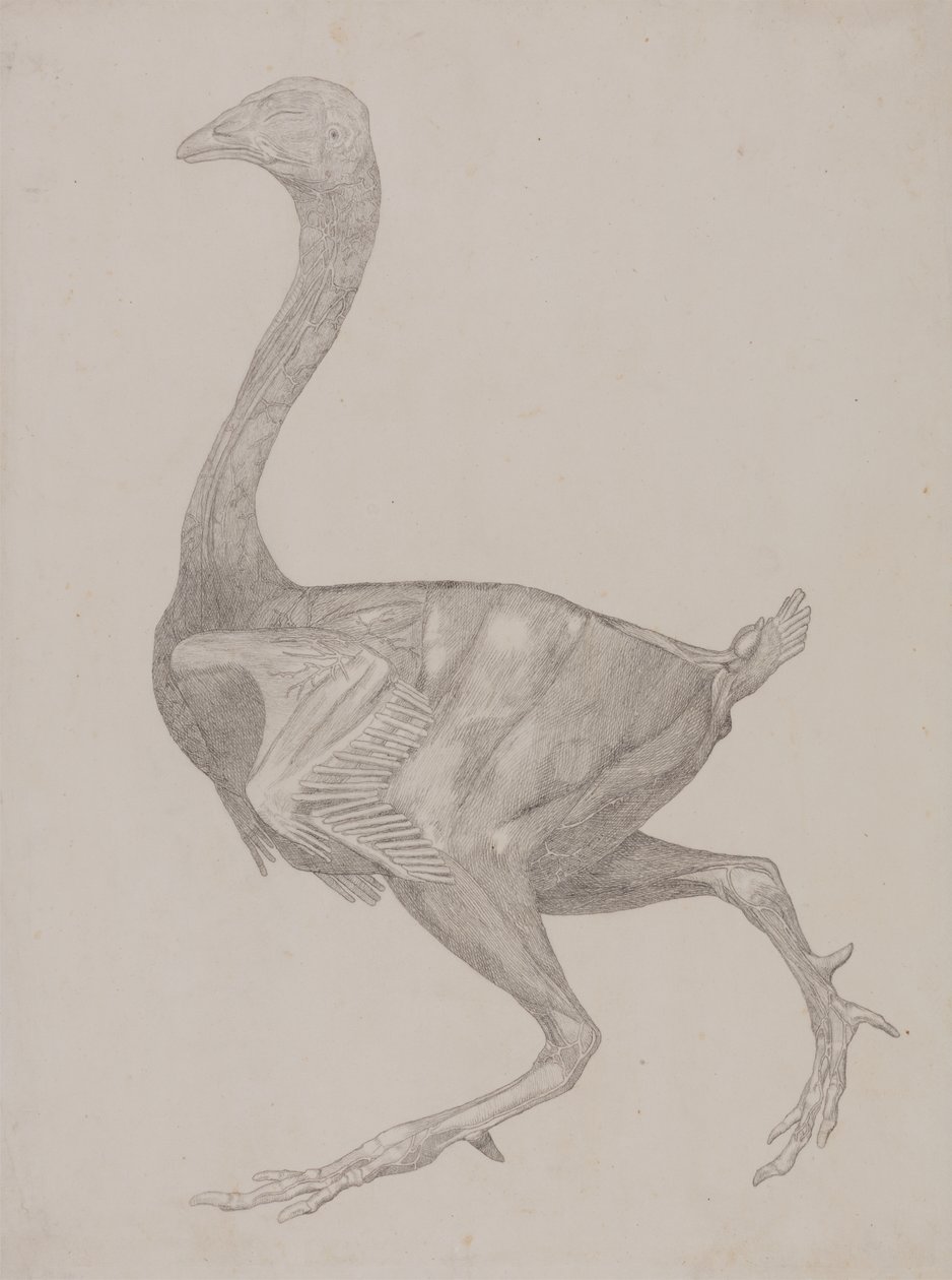 Estudio de un ave, vista lateral, de Una exposición anatómica comparativa de la estructura del cuerpo humano con la de un tigre y un ave común, 1795-1806 de George Stubbs