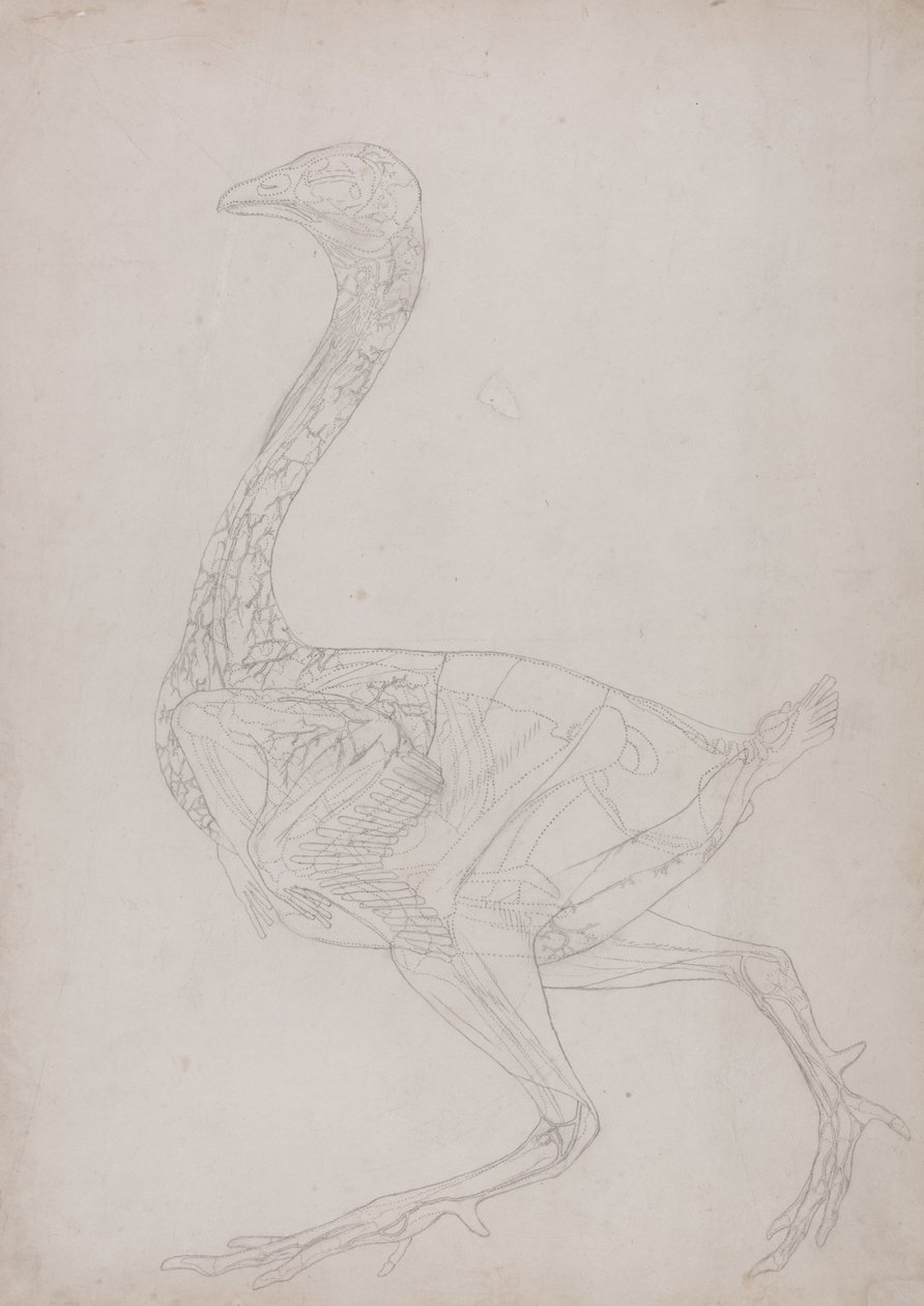 Estudio de un ave, vista lateral, de Una exposición anatómica comparativa de la estructura del cuerpo humano con la de un tigre y un ave común, 1795-1806 de George Stubbs