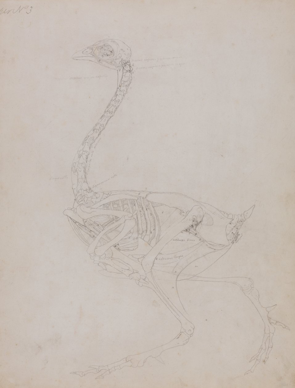 Estudio de un ave, vista lateral, de Una exposición anatómica comparativa de la estructura del cuerpo humano con la de un tigre y un ave común, 1795-1806 de George Stubbs