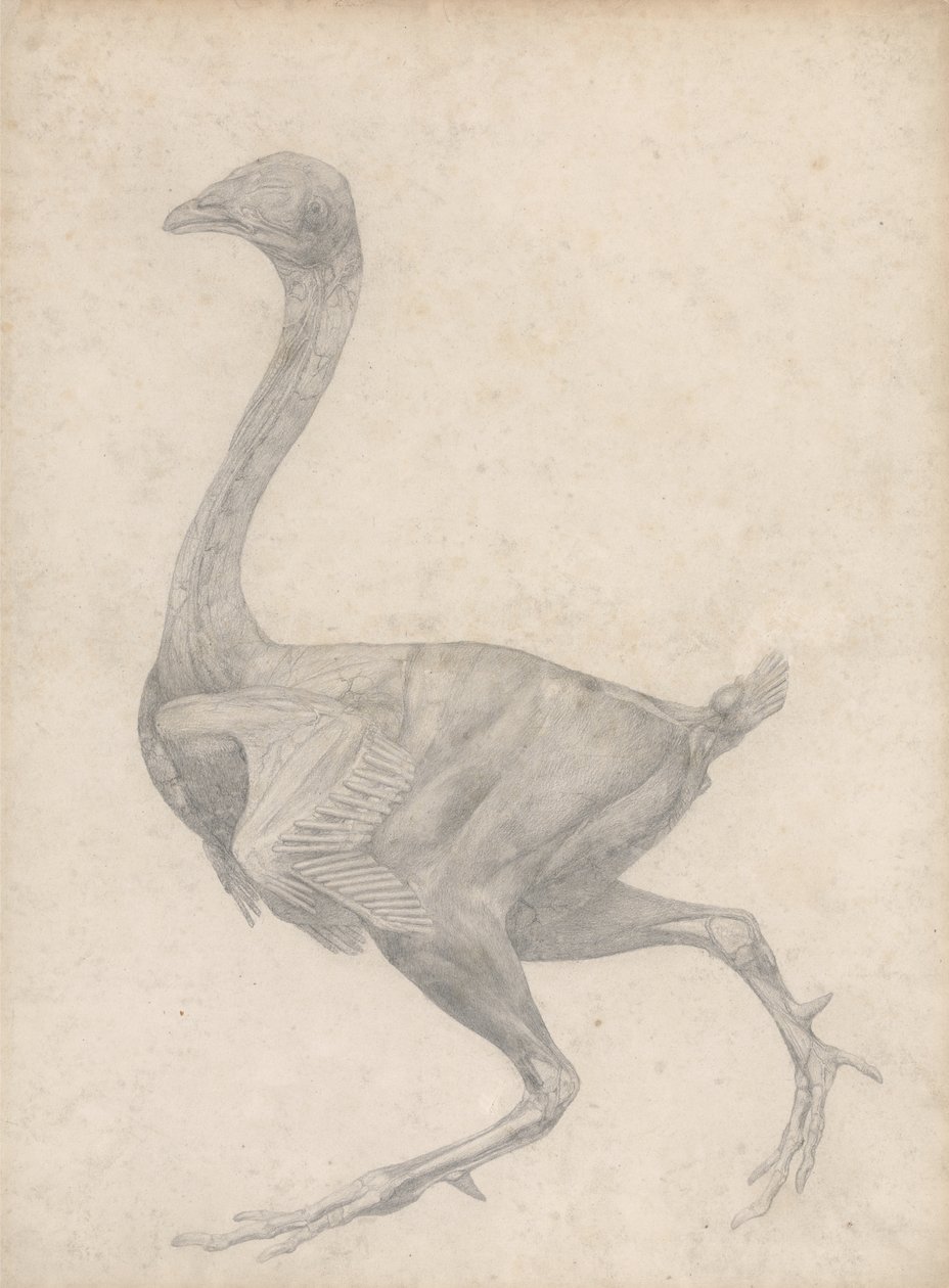 Estudio de un ave, vista lateral, con la piel y las capas fasciales subyacentes removidas, de Una exposición anatómica comparativa de la estructura del cuerpo humano con la de un tigre y un ave común, 1795 de George Stubbs