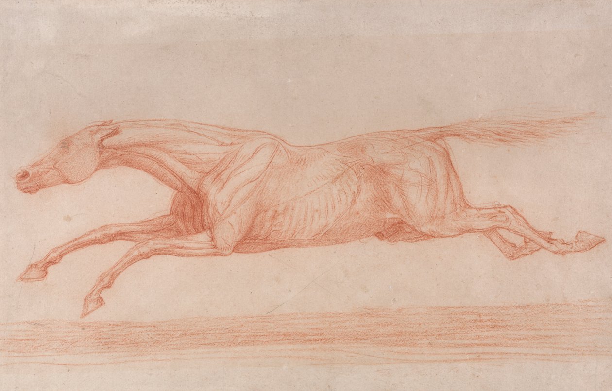 Estudio de un caballo de carreras en acción: Galope a la izquierda, un estudio semianatómico, con la piel desollada para mostrar la acción de los músculos de George Stubbs