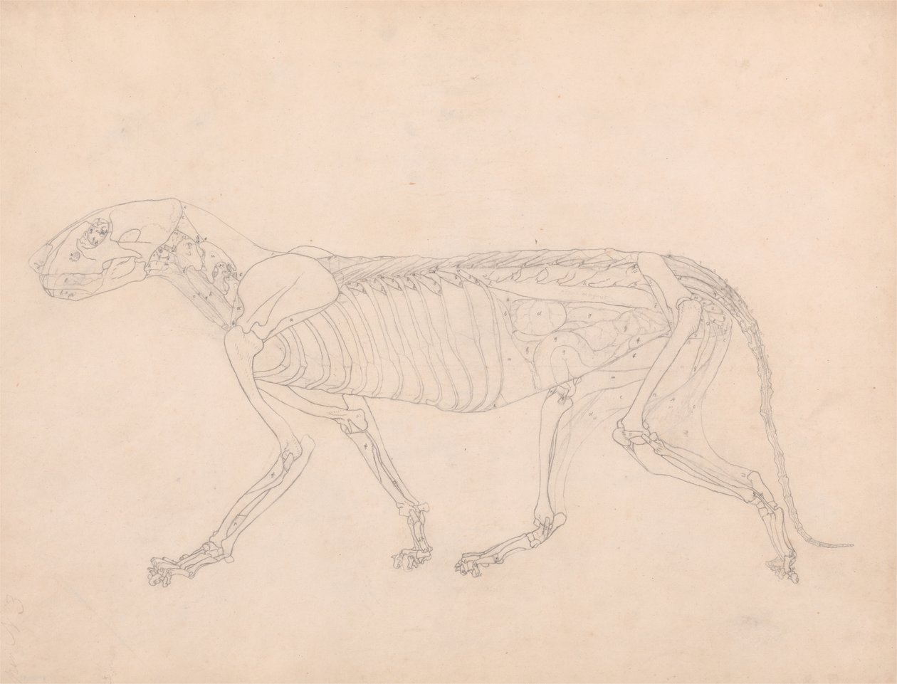 Estudio de un tigre, vista lateral, vísceras abdominales expuestas, de Una exposición anatómica comparativa de la estructura del cuerpo humano con la de un tigre y un ave común, c.1795-1806 de George Stubbs