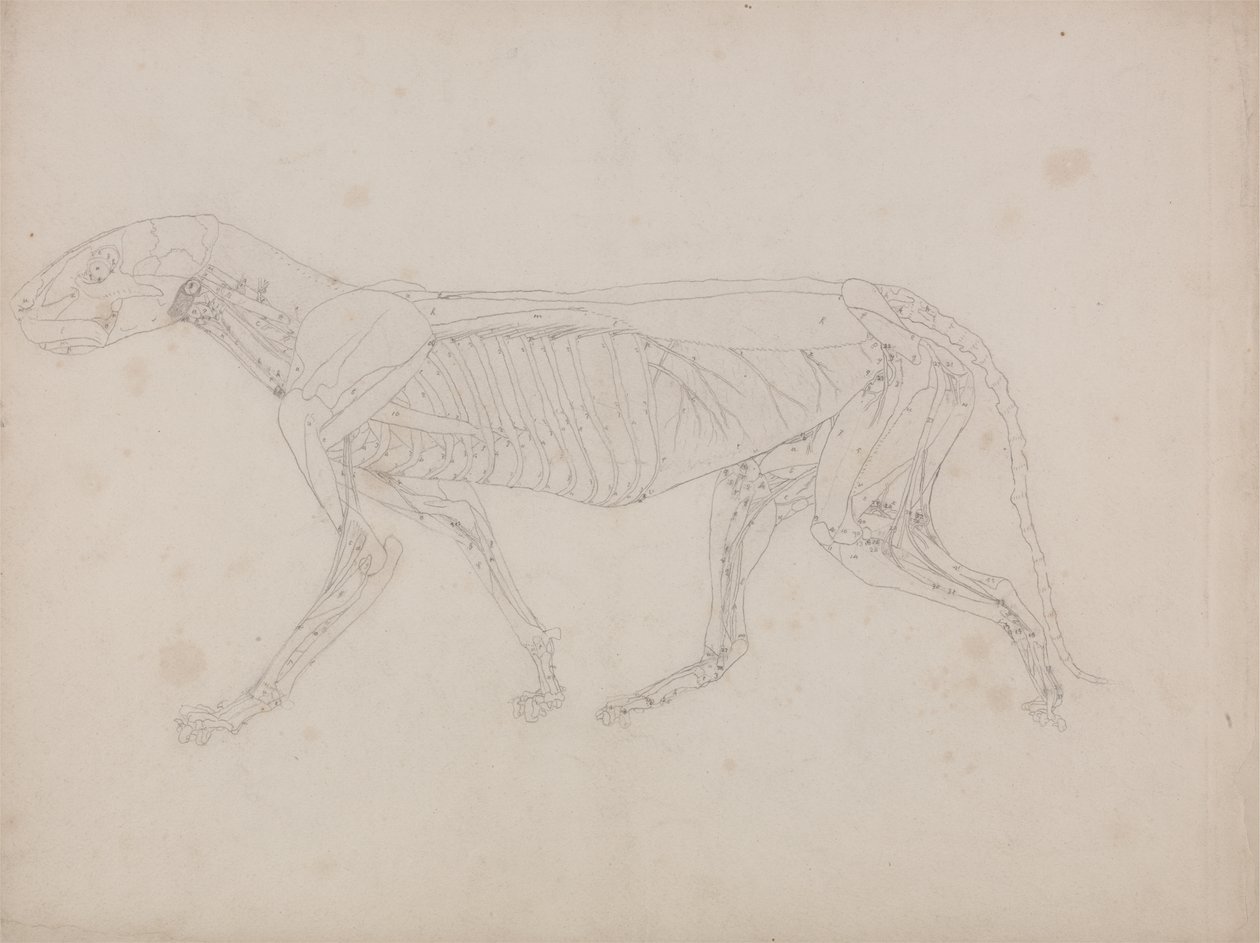 Estudio de un tigre, vista lateral, de Una exposición anatómica comparativa de la estructura del cuerpo humano con la de un tigre y un ave común, c.1795-1806 de George Stubbs