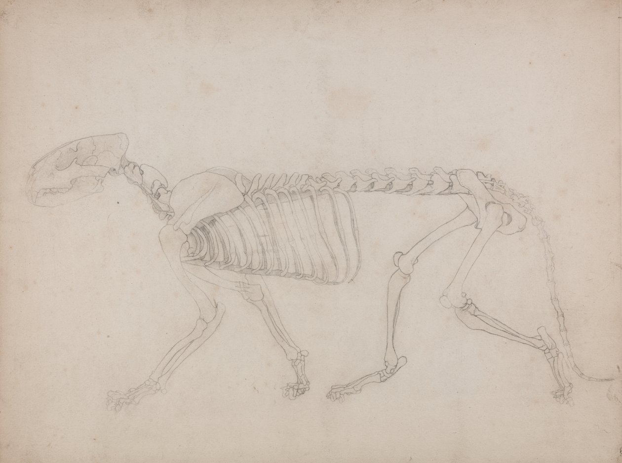 Estudio de un Tigre, Vista Lateral, de Una Exposición Anatómica Comparativa de la Estructura del Cuerpo Humano con la de un Tigre y un Ave Común, 1795-1806 de George Stubbs