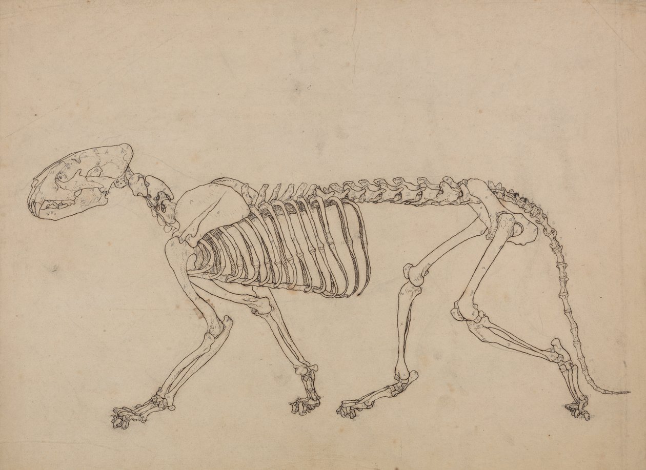 Estudio de un Tigre, Vista Lateral, de Una Exposición Anatómica Comparativa de la Estructura del Cuerpo Humano con la de un Tigre y un Ave Común, 1795-1806 de George Stubbs
