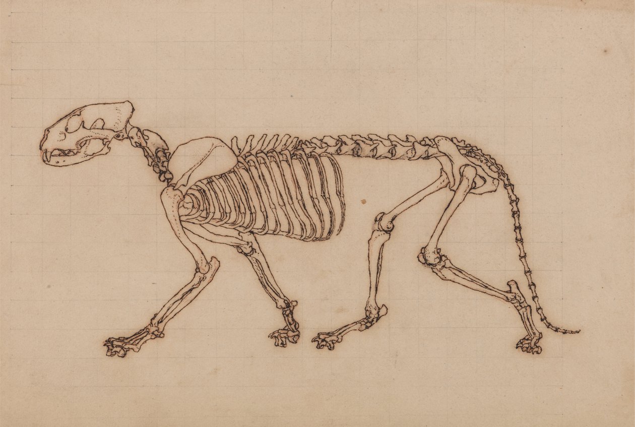Estudio de un Tigre, Vista Lateral, de Una Exposición Anatómica Comparativa de la Estructura del Cuerpo Humano con la de un Tigre y un Ave Común, 1795-1806 de George Stubbs