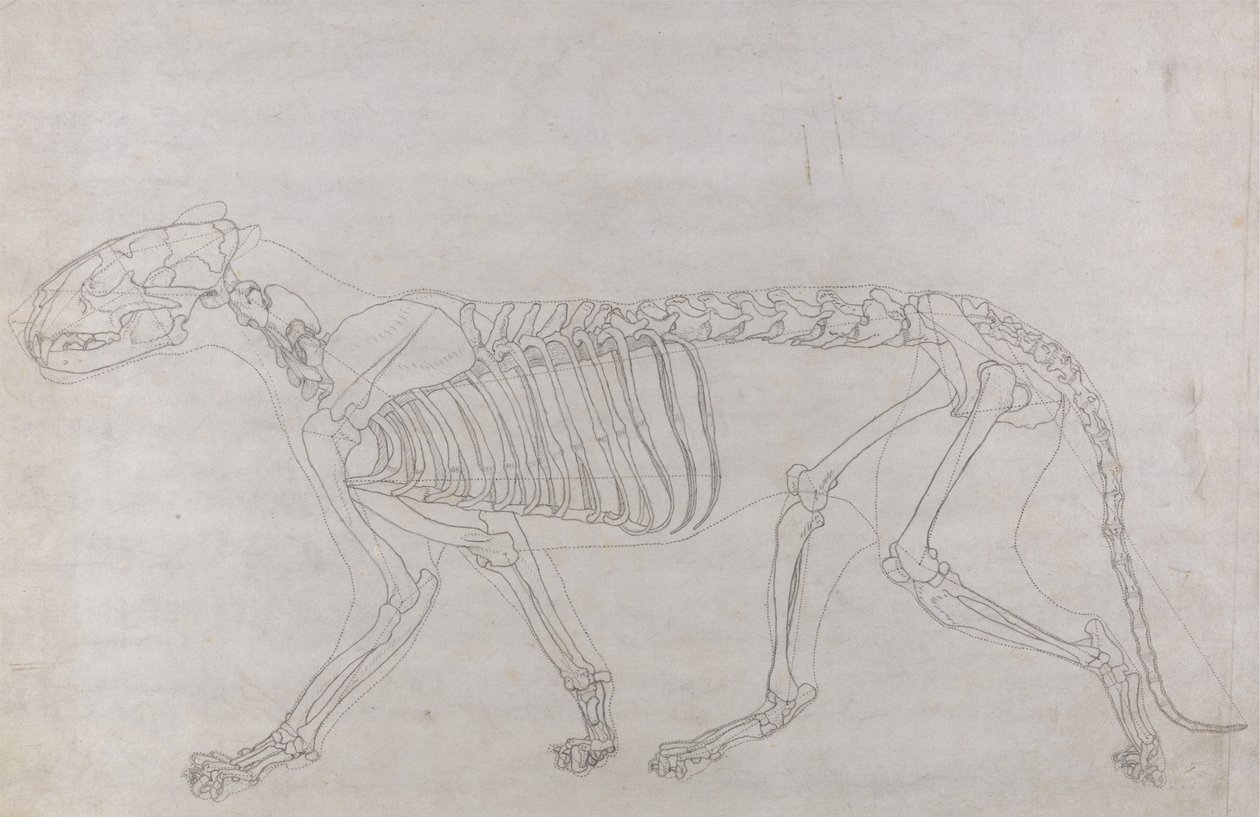 Estudio de un Tigre, Vista Lateral, de Una Exposición Anatómica Comparativa de la Estructura del Cuerpo Humano con la de un Tigre y un Ave Común, 1795-1806 de George Stubbs