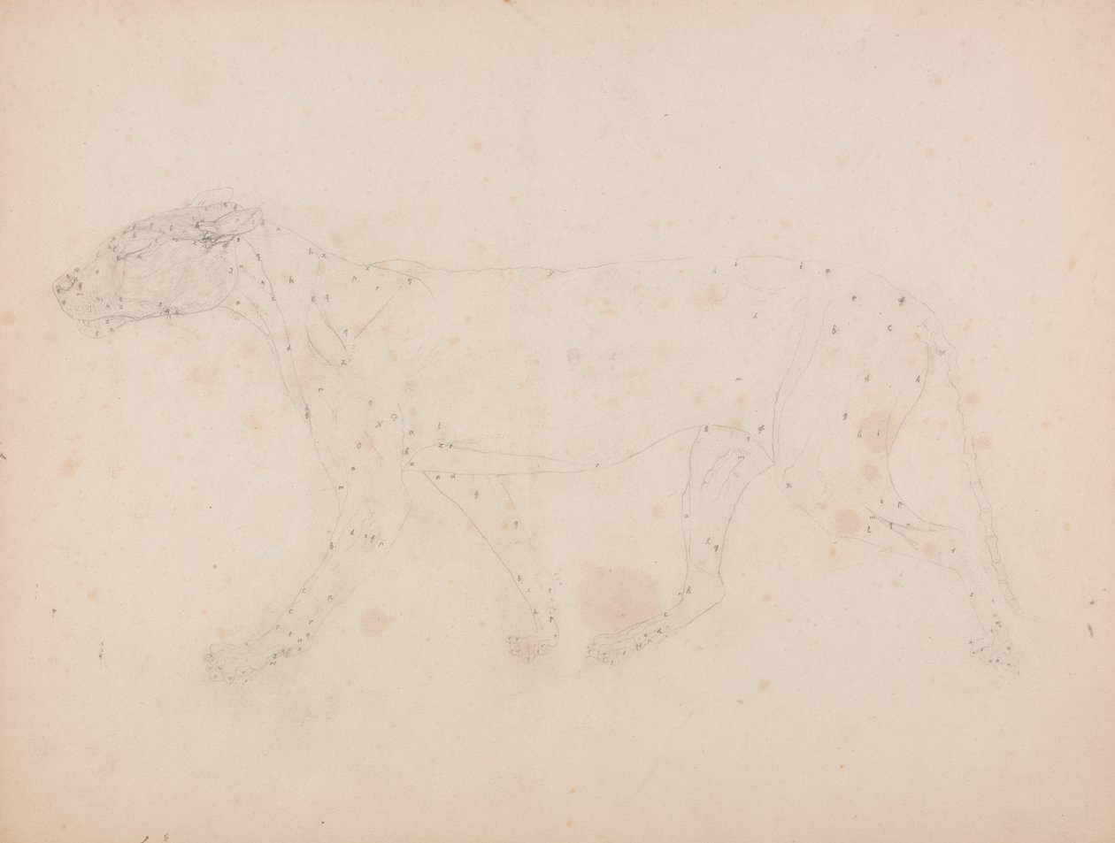 Estudio de un Tigre, Vista Lateral, de Una Exposición Anatómica Comparativa de la Estructura del Cuerpo Humano con la de un Tigre y un Ave Común, 1795-1806 de George Stubbs