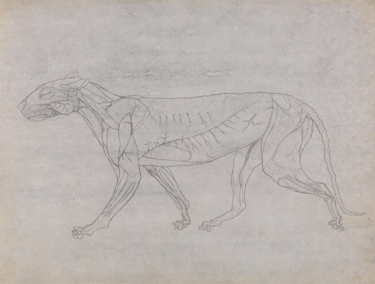 Estudio de un Tigre, Vista Lateral, de Una Exposición Anatómica Comparativa de la Estructura del Cuerpo Humano con la de un Tigre y un Ave Común, 1795-1806 de George Stubbs