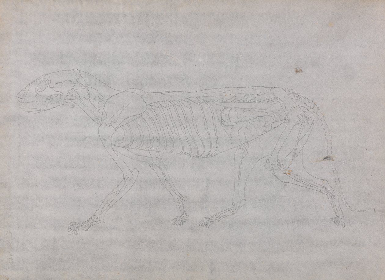 Estudio de un Tigre, Vista Lateral, de Una Exposición Anatómica Comparativa de la Estructura del Cuerpo Humano con la de un Tigre y un Ave Común, 1795-1806 de George Stubbs