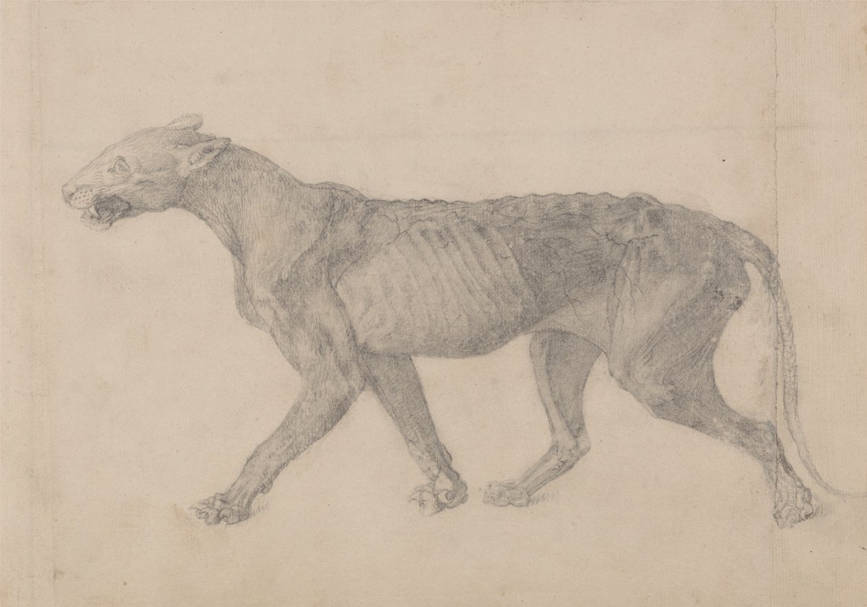 Estudio de un Tigre, Vista Lateral, de Una Exposición Anatómica Comparativa de la Estructura del Cuerpo Humano con la de un Tigre y un Ave Común, 1795-1806 de George Stubbs