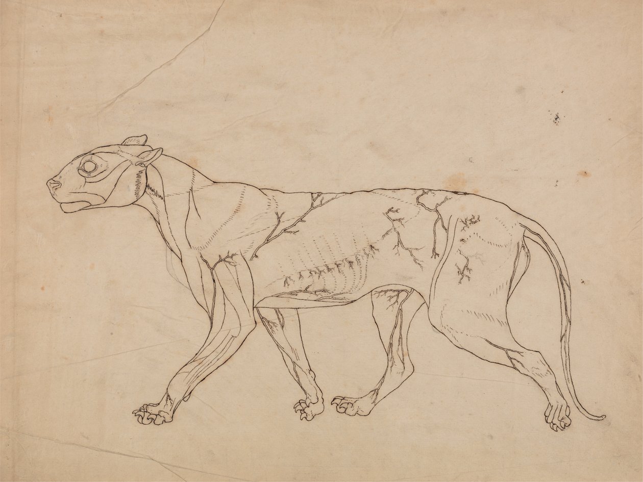 Estudio de un Tigre, Vista Lateral, de Una Exposición Anatómica Comparativa de la Estructura del Cuerpo Humano con la de un Tigre y un Ave Común, 1795-1806 de George Stubbs