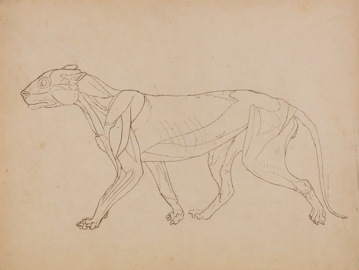 Estudio de un Tigre, Vista Lateral, de Una Exposición Anatómica Comparativa de la Estructura del Cuerpo Humano con la de un Tigre y un Ave Común, 1795-1806 de George Stubbs