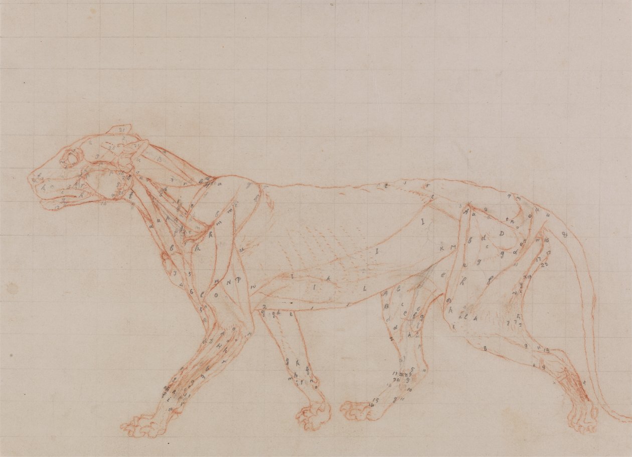 Estudio de un Tigre, Vista Lateral, de Una Exposición Anatómica Comparativa de la Estructura del Cuerpo Humano con la de un Tigre y un Ave Común, 1795-1806 de George Stubbs