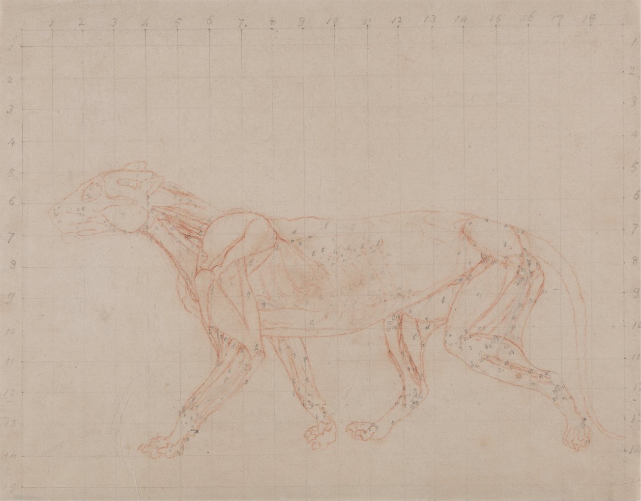 Estudio de un Tigre, Vista Lateral, de Una Exposición Anatómica Comparativa de la Estructura del Cuerpo Humano con la de un Tigre y un Ave Común, 1795-1806 de George Stubbs