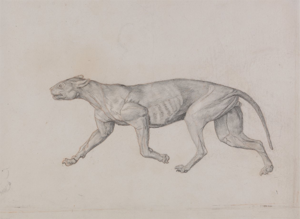 Estudio de un Tigre, Vista Lateral, de Una Exposición Anatómica Comparativa de la Estructura del Cuerpo Humano con la de un Tigre y un Ave Común, 1795-1806 de George Stubbs