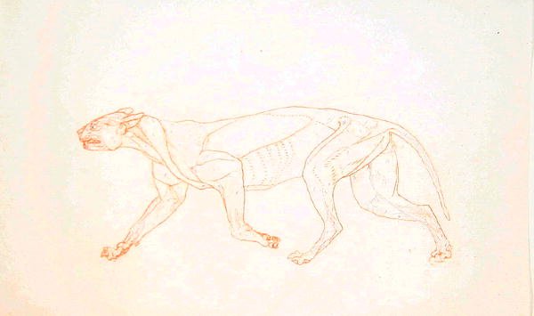 Estudio de un Tigre, Vista Lateral, de Una Exposición Anatómica Comparativa de la Estructura del Cuerpo Humano con la de un Tigre y un Ave Común, 1795-1806 de George Stubbs