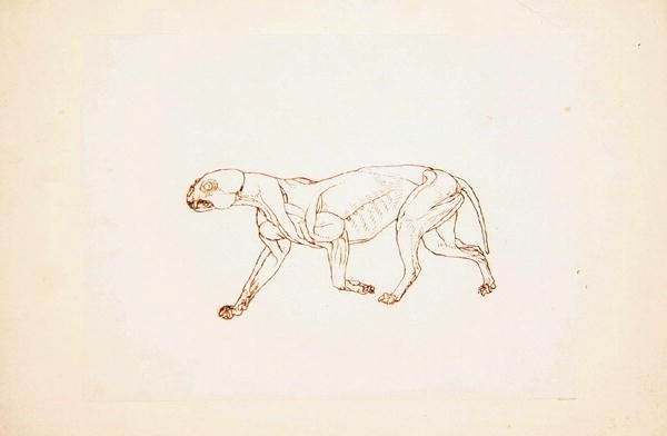 Estudio de un Tigre, Vista Lateral, de Una Exposición Anatómica Comparativa de la Estructura del Cuerpo Humano con la de un Tigre y un Ave Común, 1795-1806 de George Stubbs