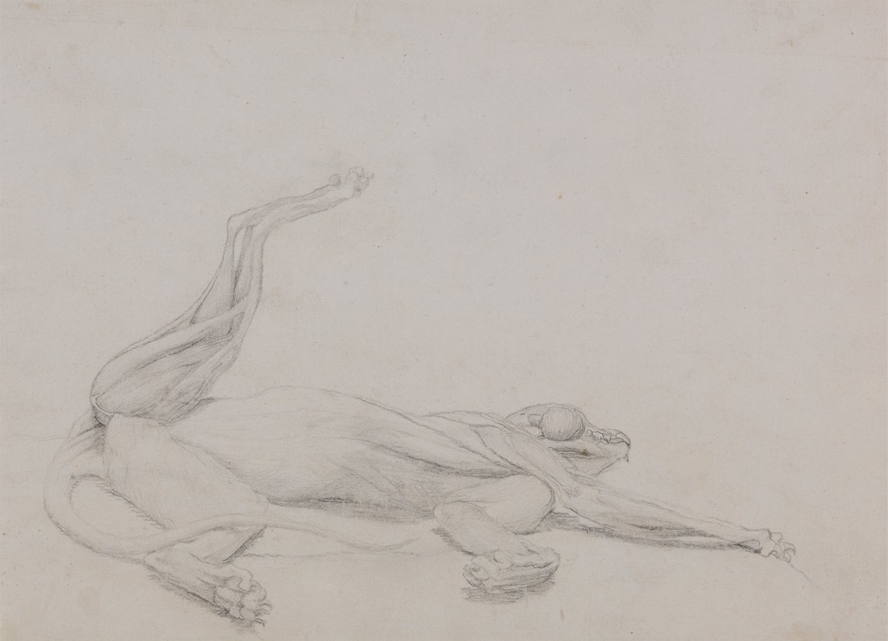 Estudio de un Tigre, Recostado, Vista Ventral, de Una Exposición Anatómica Comparativa de la Estructura del Cuerpo Humano con la de un Tigre y un Ave Común, 1795-1806 de George Stubbs