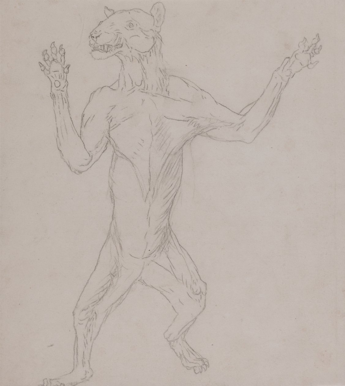 Estudio de un Tigre, De Pie en Postura Humana, de Una Exposición Anatómica Comparativa de la Estructura del Cuerpo Humano con la de un Tigre y un Ave Común, 1795-1806 de George Stubbs