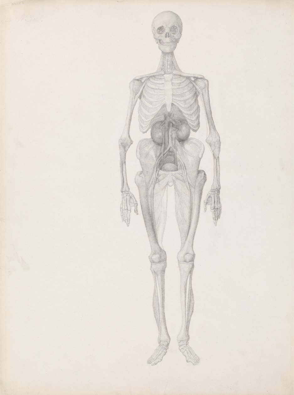 Estudio de la figura humana, vista anterior, etapa final de la disección, de 
