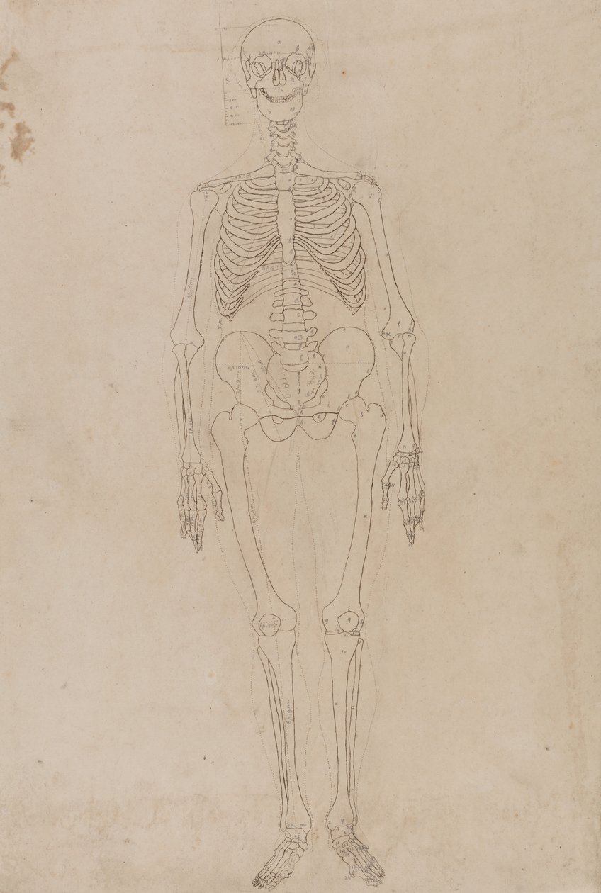 Estudio de la figura humana, vista anterior, de Una exposición anatómica comparativa de la estructura del cuerpo humano con la de un tigre y una gallina común, c.1795-1806 de George Stubbs